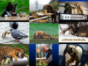 klicke hier, um die Datei herunterzuladen Lustige Tierbilder