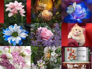 Schne Bilder von Blumen und Blten