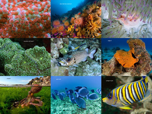 Meeresbewohner in bunten Farben