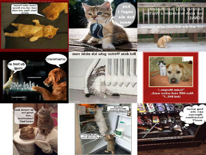 klicke hier, um die Datei herunterzuladen Miau Miau- Oesterreich Dialekt