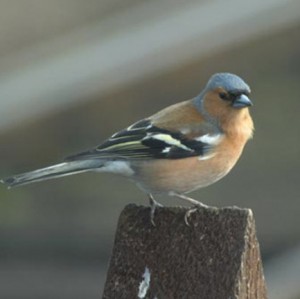 was fr Vogelfreunde: Bilder von Piepmtzen