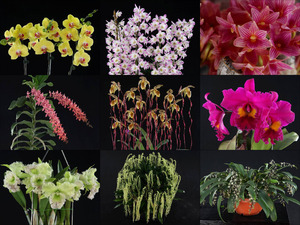 klicke hier, um die Datei herunterzuladen Orchideen