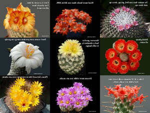 Cactus Blossoms