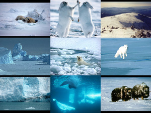 arctic