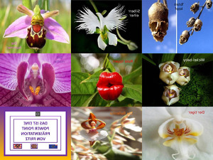 Orchideen Gestalten