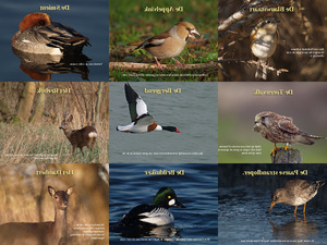 klicke hier, um die Datei herunterzuladen Holländische Fauna