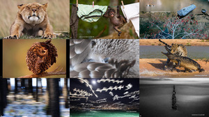 Finalists Of The 2014 Wildlife Photographer Of The Year Yao