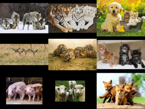 klicke hier, um die Datei herunterzuladen Quattro Animali
