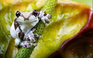 klicke hier, um die Datei herunterzuladen Allerlei Tierisches 1