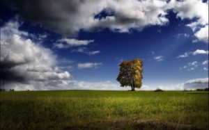 Zauber der Natur - ein weiterer Teil