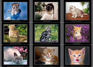 klicke hier, um die Datei herunterzuladen Haushaltstipps von niedlichen Katzen präsentiert
