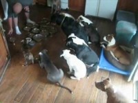 gut erzogene Hunde