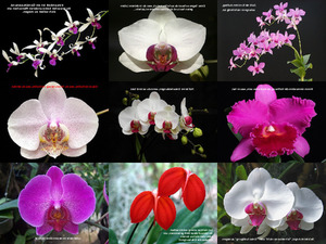 Orchideen und Gedanken1