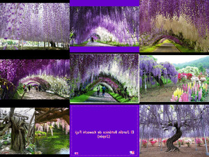 klicke hier, um die Datei herunterzuladen Jardin Kawachi Fuji - Japanischer Garten