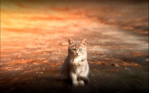 klicke hier, um die Datei herunterzuladen Katzen