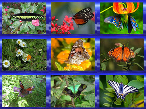 klicke hier, um die Datei herunterzuladen Beautiful Butterfly