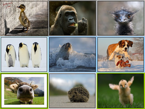 klicke hier, um die Datei herunterzuladen Beautiful Animal pics