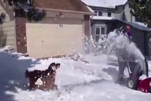 Hunde und Schnee