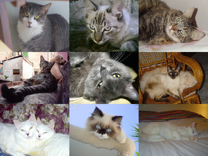 klicke hier, um die Datei herunterzuladen LOS GATOS