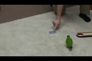 World Record 20 Parrot Tricks in 2 Minutes -