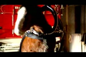Budweiser ClydesdaleAmerica