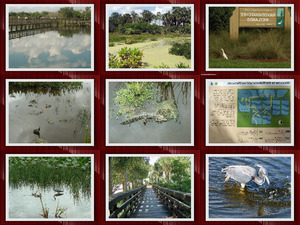 Wakodahatchee Wetlands-Florida- 