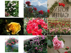 klicke hier, um die Datei herunterzuladen Rosengarten