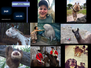 klicke hier, um die Datei herunterzuladen Selfies Animals