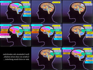 weiblichesGehirn