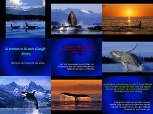 Vancouver les baleines