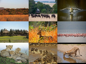klicke hier, um die Datei herunterzuladen safari