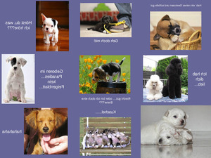 klicke hier, um die Datei herunterzuladen Hundebabys