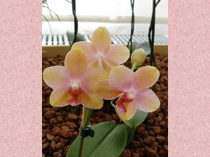 ORCHIDEEN - 4