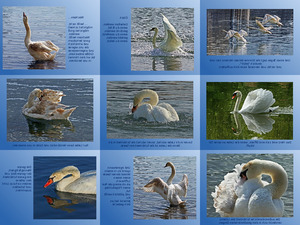klicke hier, um die Datei herunterzuladen Der Schwan