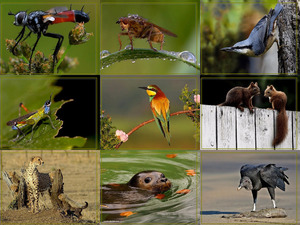 klicke hier, um die Datei herunterzuladen Beautiful Animal Insect Photography