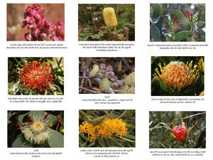 klicke hier, um die Datei herunterzuladen Fleursd Australie