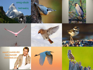 klicke hier, um die Datei herunterzuladen Schöne Vogel-Bilder