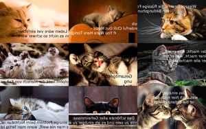 klicke hier, um die Datei herunterzuladen Katzenverruecktheit