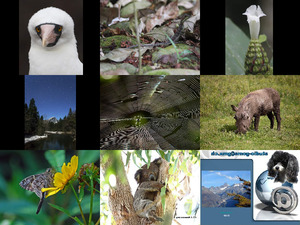 klicke hier, um die Datei herunterzuladen wunderschöne Tieraufnahmen