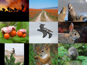 klicke hier, um die Datei herunterzuladen Natur und Tiere