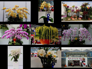 04 taiwan international orchid show