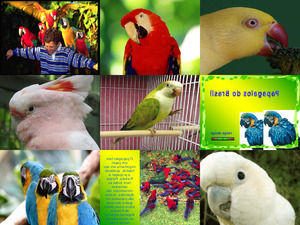 Brasilien-Papageien