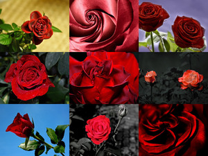 Rote Rosen 1