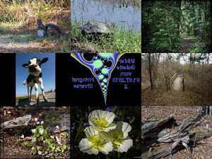 klicke hier, um die Datei herunterzuladen Sehr schöne Fotos von Tieren und Natur