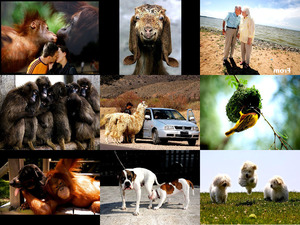 klicke hier, um die Datei herunterzuladen models (Tiere)