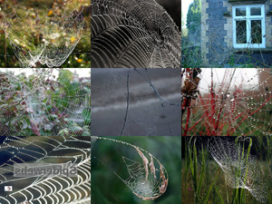 Spiderwebs