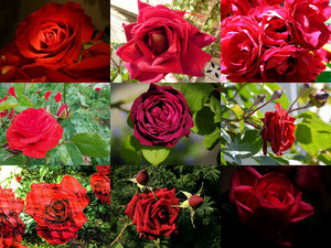 Rote Rosen 2