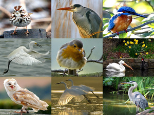 amazing birds - tolle Vogelbilder