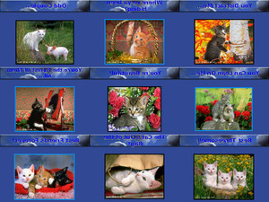 klicke hier, um die Datei herunterzuladen Cute Cats
