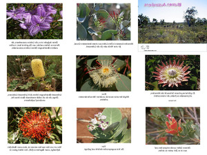 Australiens-Blumen